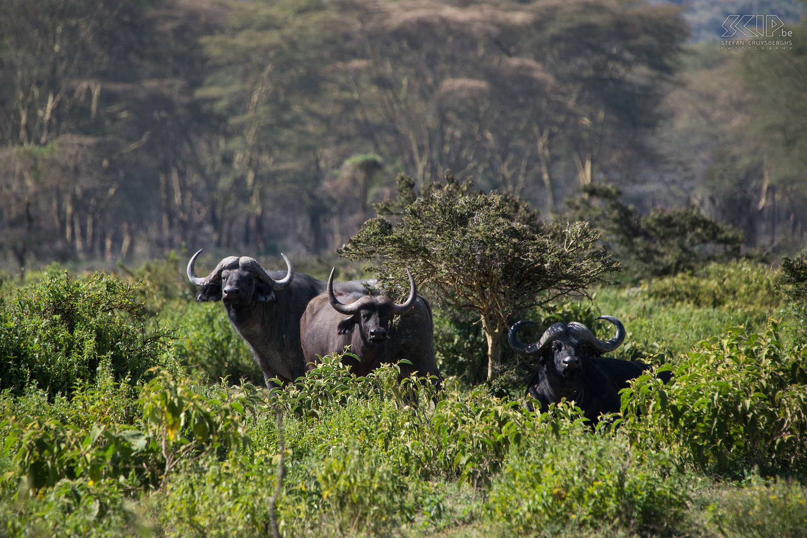 Naivasha - Crater Lake - Buffels Afrikaanse buffels (Syncerus caffer) kunnen vrij gevaarlijk zijn dus hielden we voldoende afstand. Stefan Cruysberghs